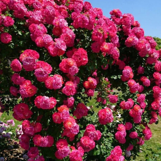 Climbing Rose Seeds – 9 Rare Colors | Fast-Growing, All-Season Blooms | Perfect for Garden, Balcony & Arches